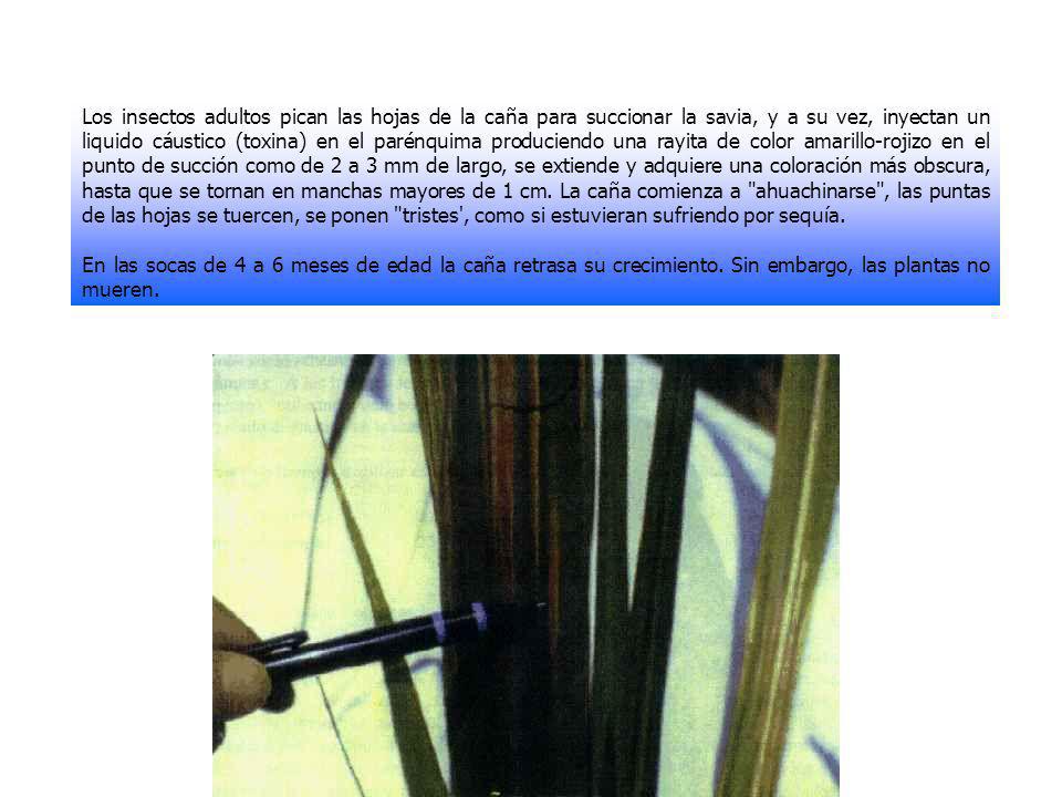 Los insectos adultos pican las hojas de la caña para succionar la savia, y a su vez, inyectan un liquido cáustico (toxina) en el parénquima produciendo una rayita de color amarillo-rojizo en el punto de succión como de 2 a 3 mm de largo, se extiende y adquiere una coloración más obscura, hasta que se tornan en manchas mayores de 1 cm. La caña comienza a ahuachinarse , las puntas de las hojas se tuercen, se ponen tristes , como si estuvieran sufriendo por sequía.