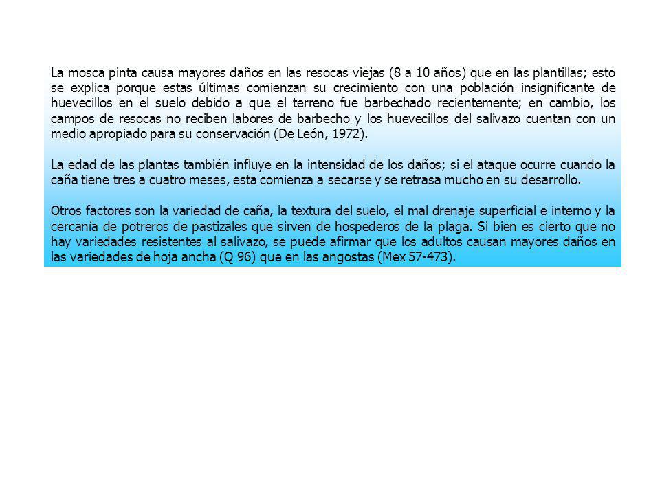 La mosca pinta causa mayores daños en las resocas viejas (8 a 10 años) que en las plantillas; esto se explica porque estas últimas comienzan su crecimiento con una población insignificante de huevecillos en el suelo debido a que el terreno fue barbechado recientemente; en cambio, los campos de resocas no reciben labores de barbecho y los huevecillos del salivazo cuentan con un medio apropiado para su conservación (De León, 1972).