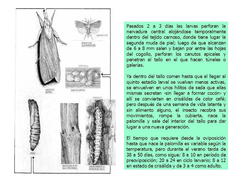 Pasados 2 a 3 días las larvas perforan la nervadura central alojándose temporalmente dentro del tejido carnoso, donde tiene lugar la segunda muda de piel; luego de que alcanzan de 6 a 8 mm salen y bajan por entre las hojas del cogollo, perforan los canutos apicales y penetran al tallo en el que hacen túneles o galerías.