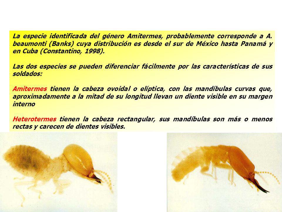 La especie identificada del género Amitermes, probablemente corresponde a A. beaumonti (Banks) cuya distribución es desde el sur de México hasta Panamá y en Cuba (Constantino, 1998).