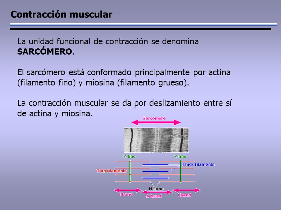 Contracción muscular La unidad funcional de contracción se denomina SARCÓMERO.