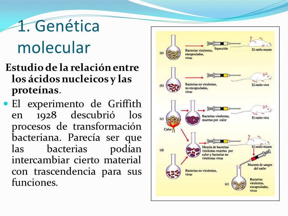 1. Genética molecular Estudio de la relación entre los ácidos nucleicos y las proteínas.