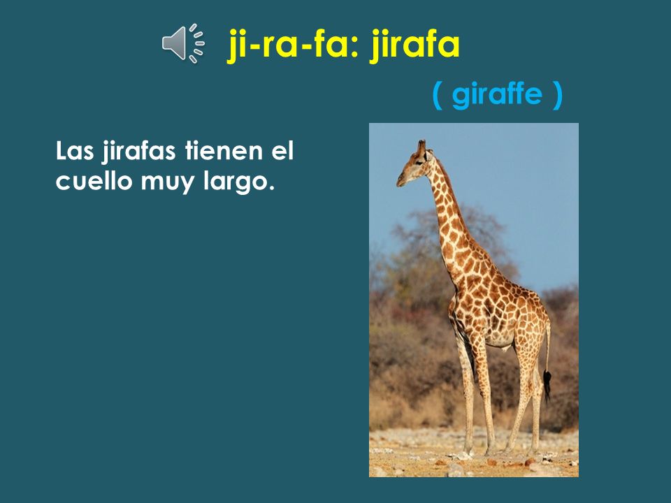 ji-ra-fa: jirafa ( giraffe ) Las jirafas tienen el cuello muy largo.