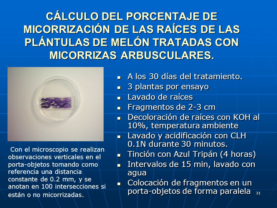 CÁLCULO DEL PORCENTAJE DE MICORRIZACIÓN DE LAS RAÍCES DE LAS PLÁNTULAS DE MELÓN TRATADAS CON MICORRIZAS ARBUSCULARES.