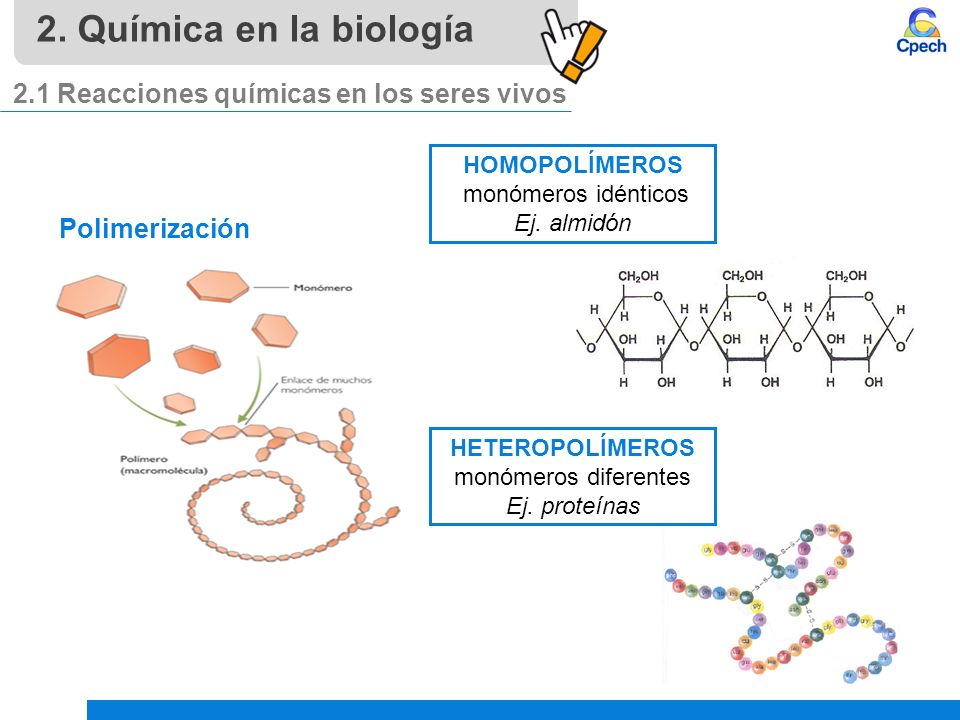 2. Química en la biología 2.1 Reacciones químicas en los seres vivos