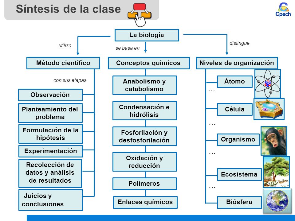 Síntesis de la clase … … … … Juicios y conclusiones La biología