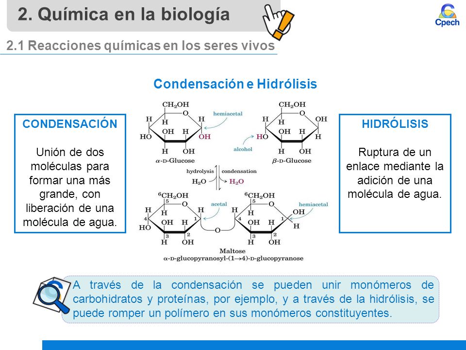 Ruptura de un enlace mediante la adición de una molécula de agua.