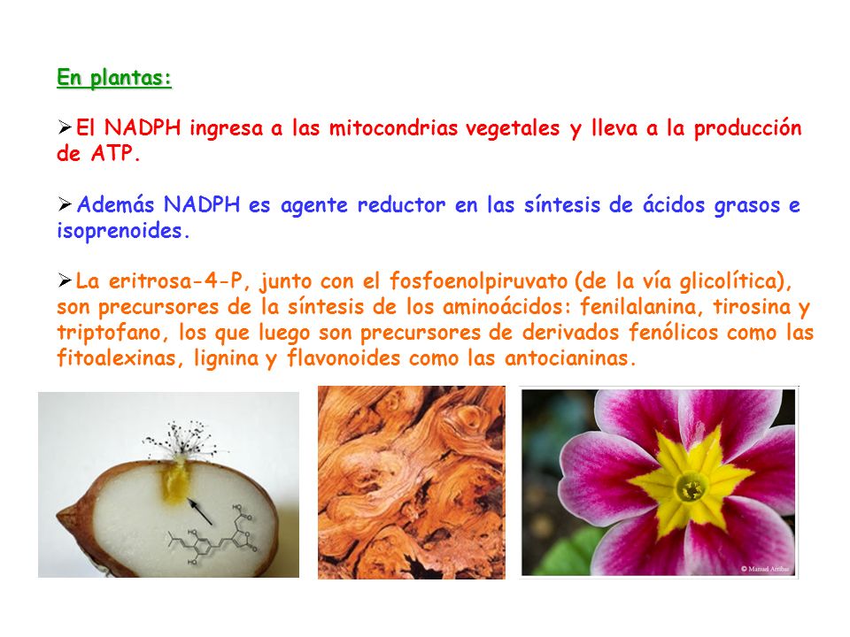 En plantas: El NADPH ingresa a las mitocondrias vegetales y lleva a la producción de ATP.