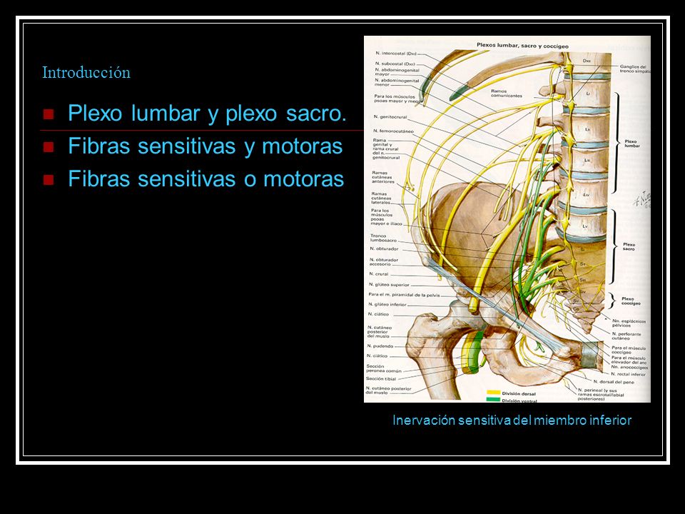 Plexo lumbar y plexo sacro. Fibras sensitivas y motoras