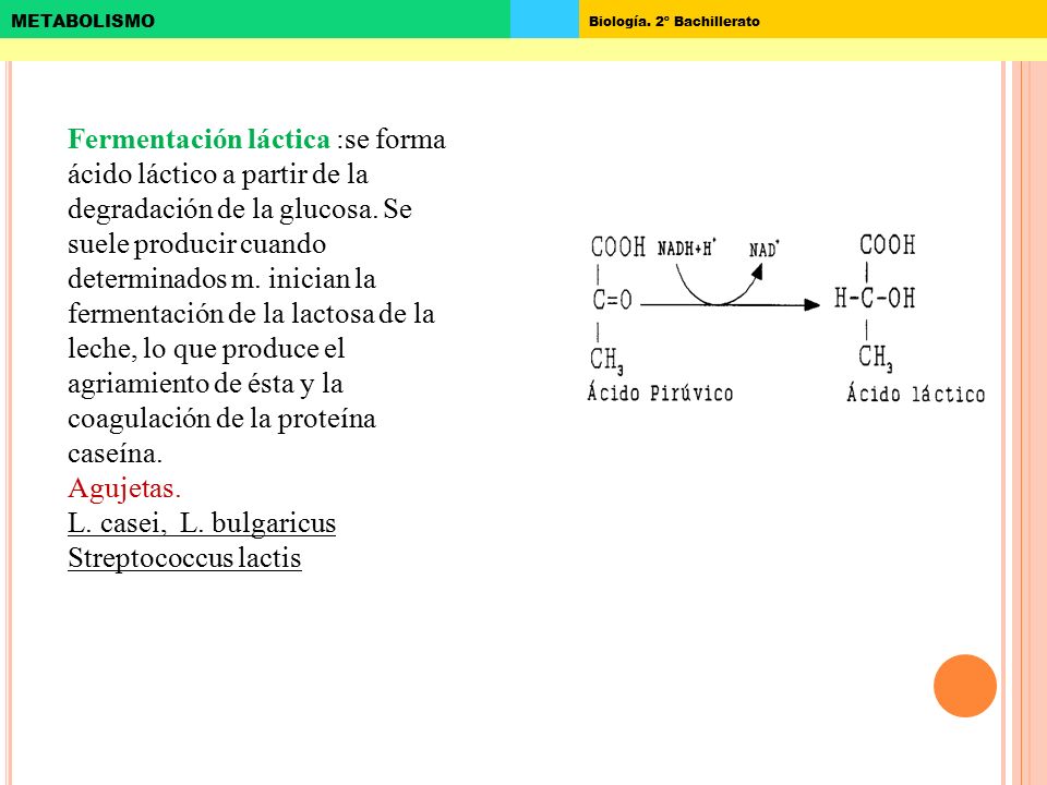Fermentación láctica :se forma ácido láctico a partir de la degradación de la glucosa. Se suele producir cuando determinados m. inician la fermentación de la lactosa de la leche, lo que produce el agriamiento de ésta y la coagulación de la proteína caseína.