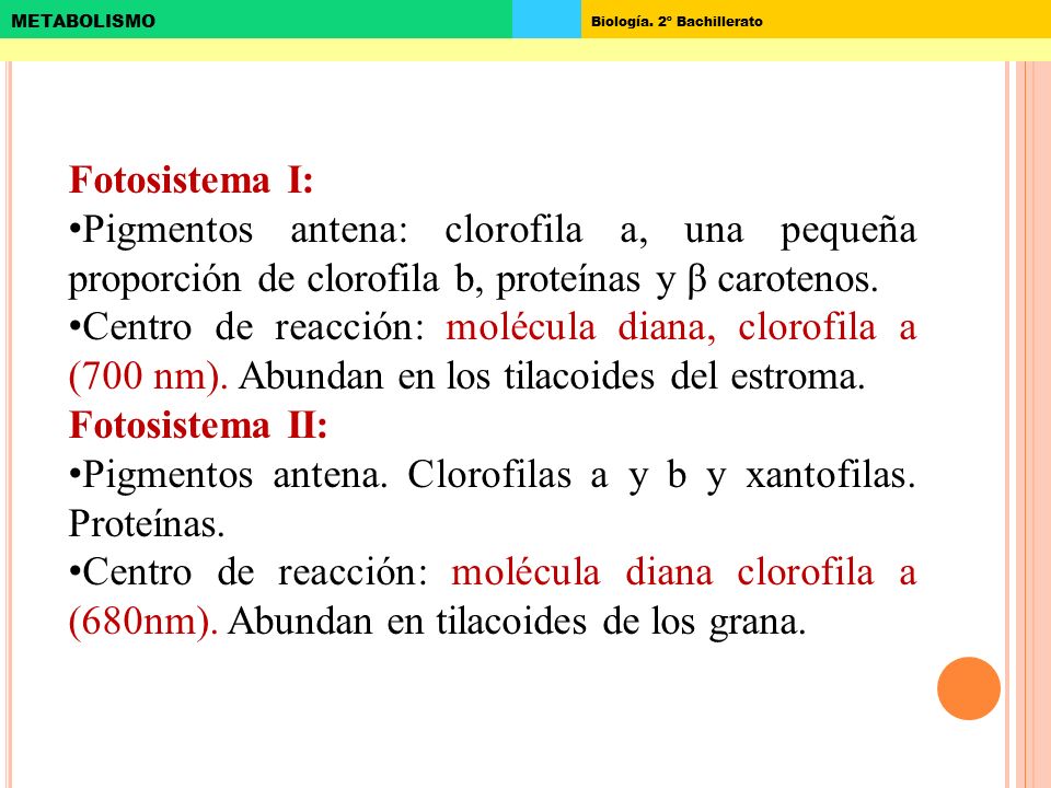 Fotosistema I: Pigmentos antena: clorofila a, una pequeña proporción de clorofila b, proteínas y β carotenos.