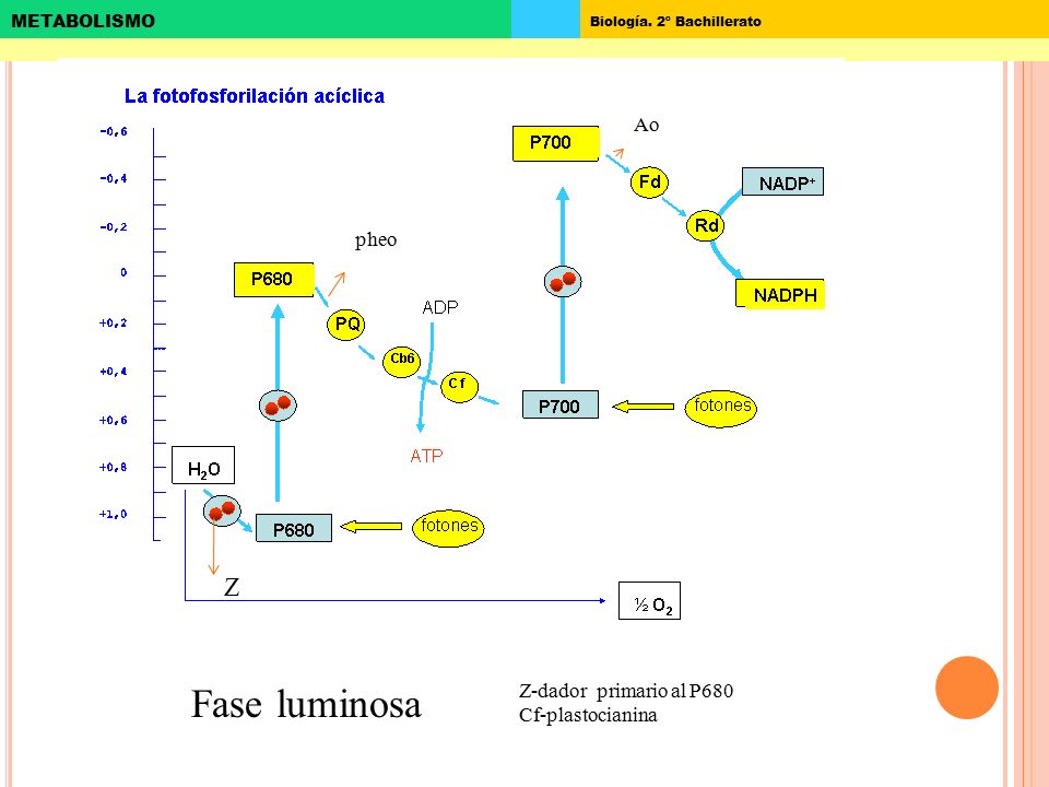 Ao pheo Z Fase luminosa Z-dador primario al P680 Cf-plastocianina