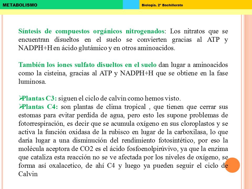 Síntesis de compuestos orgánicos nitrogenados: Los nitratos que se encuentran disueltos en el suelo se convierten gracias al ATP y NADPH+H en ácido glutámico y en otros aminoacidos.