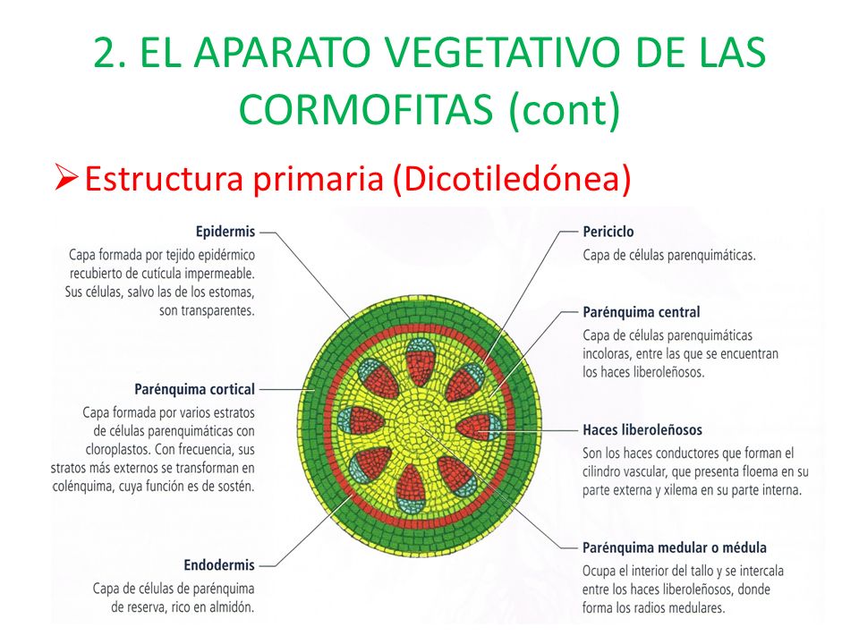 2. EL APARATO VEGETATIVO DE LAS CORMOFITAS (cont)