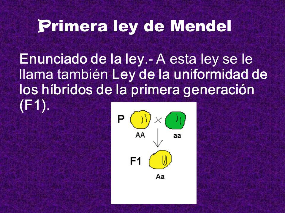 Primera ley de Mendel Enunciado de la ley.- A esta ley se le llama también Ley de la uniformidad de los híbridos de la primera generación (F1).