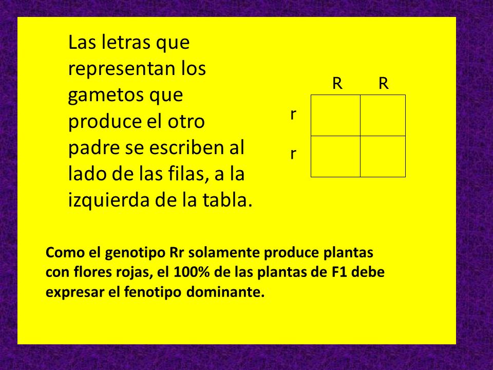 Las letras que representan los gametos que produce el otro padre se escriben al lado de las filas, a la izquierda de la tabla.