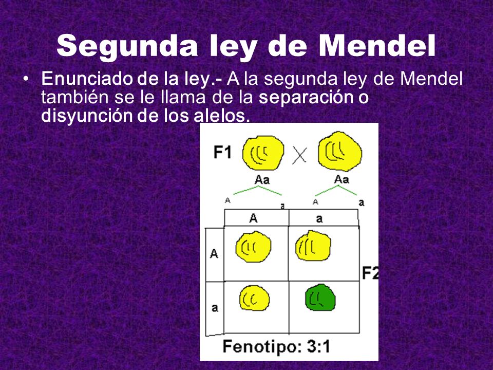 Segunda ley de Mendel Enunciado de la ley.- A la segunda ley de Mendel también se le llama de la separación o disyunción de los alelos.
