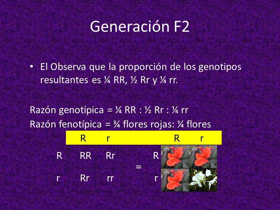 Generación F2 El Observa que la proporción de los genotipos resultantes es ¼ RR, ½ Rr y ¼ rr. Razón genotípica = ¼ RR : ½ Rr : ¼ rr.