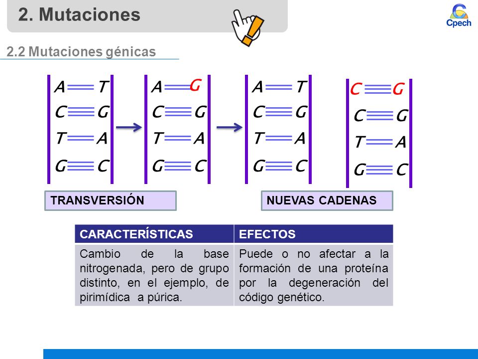 2. Mutaciones A C T G A C T G G A C T G C G C T G A