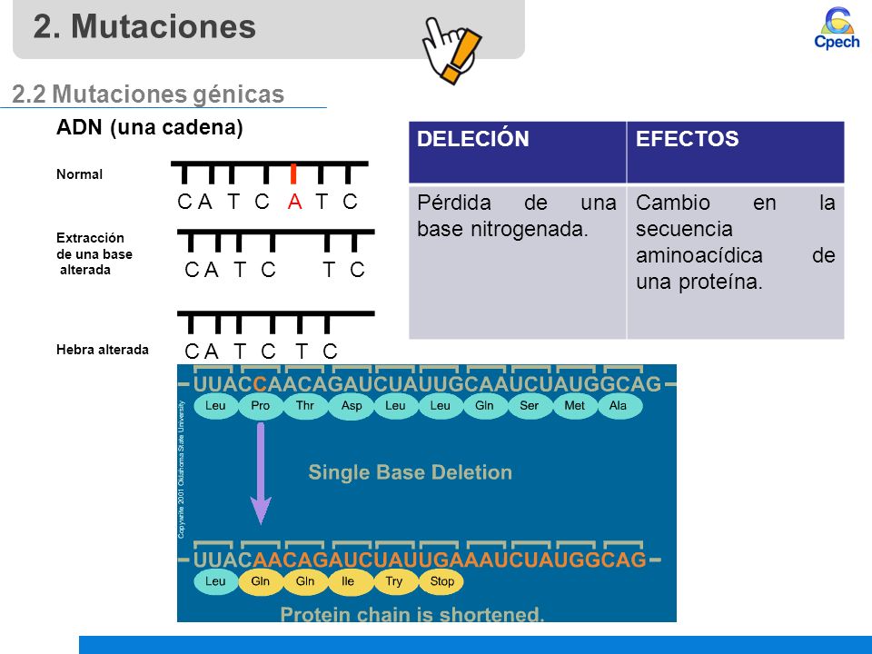 2. Mutaciones 2.2 Mutaciones génicas ADN (una cadena) DELECIÓN EFECTOS