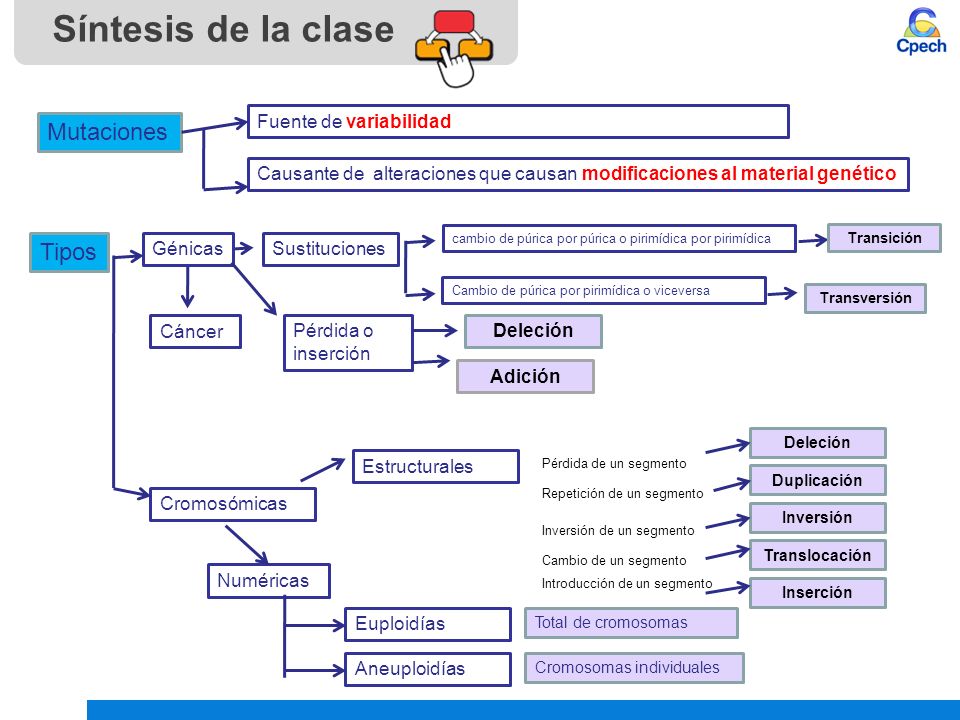 Síntesis de la clase Mutaciones Tipos Fuente de variabilidad