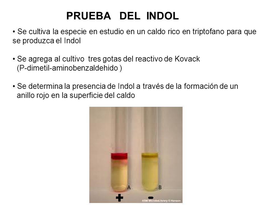 PRUEBA DEL INDOL Se cultiva la especie en estudio en un caldo rico en triptofano para que se produzca el Indol.