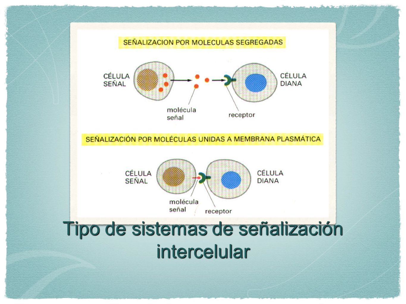 Tipo de sistemas de señalización intercelular