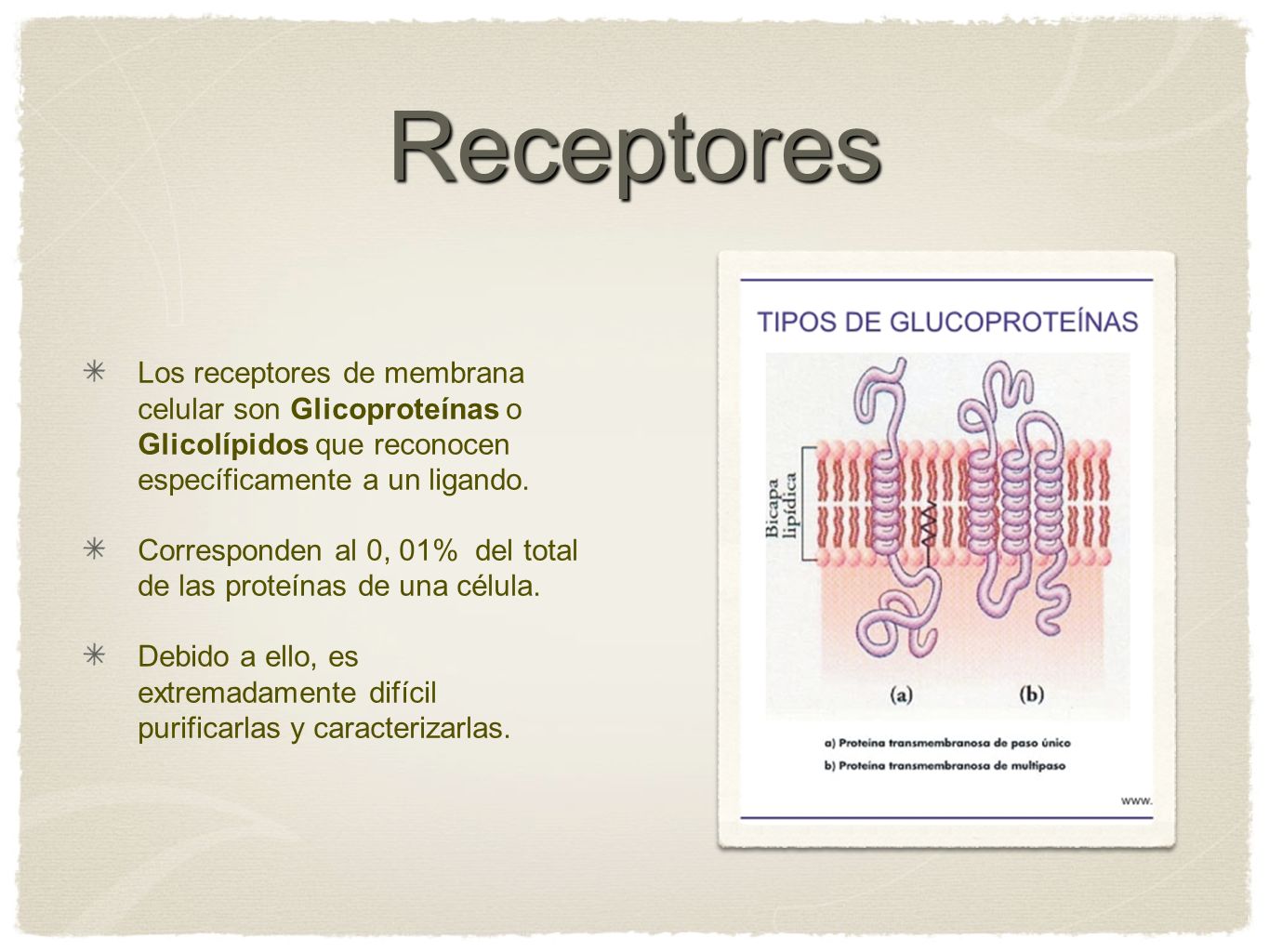 Receptores Los receptores de membrana celular son Glicoproteínas o Glicolípidos que reconocen específicamente a un ligando.