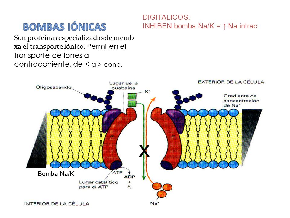 x BOMBAS IÓNICAS DIGITALICOS: INHIBEN bomba Na/K = ↑ Na intrac