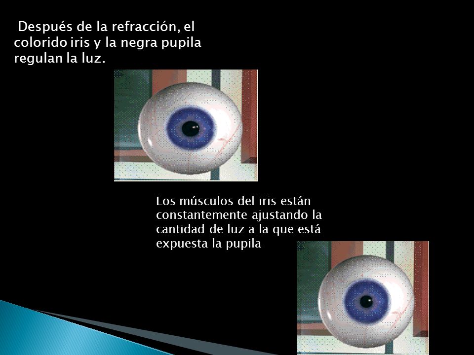 Después de la refracción, el colorido iris y la negra pupila regulan la luz.