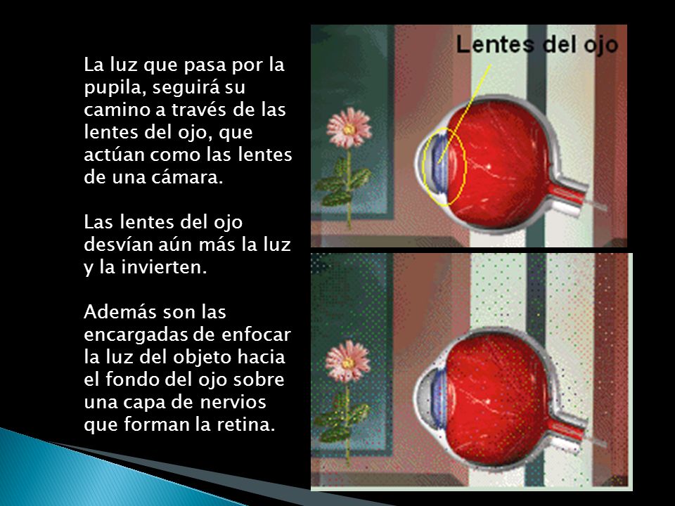 La luz que pasa por la pupila, seguirá su camino a través de las lentes del ojo, que actúan como las lentes de una cámara.