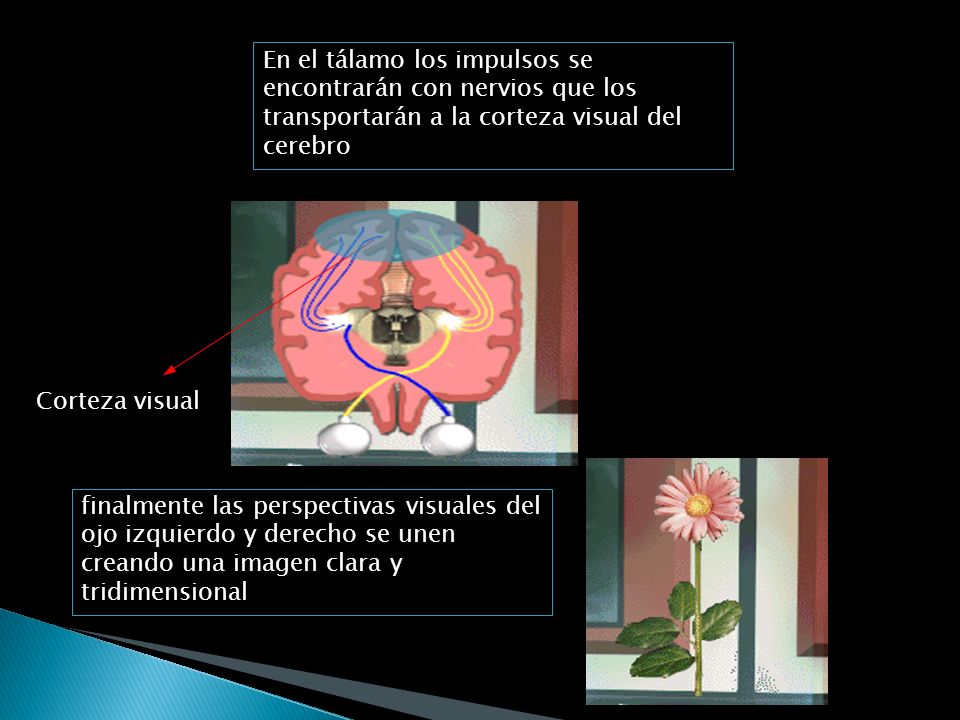 En el tálamo los impulsos se encontrarán con nervios que los transportarán a la corteza visual del cerebro