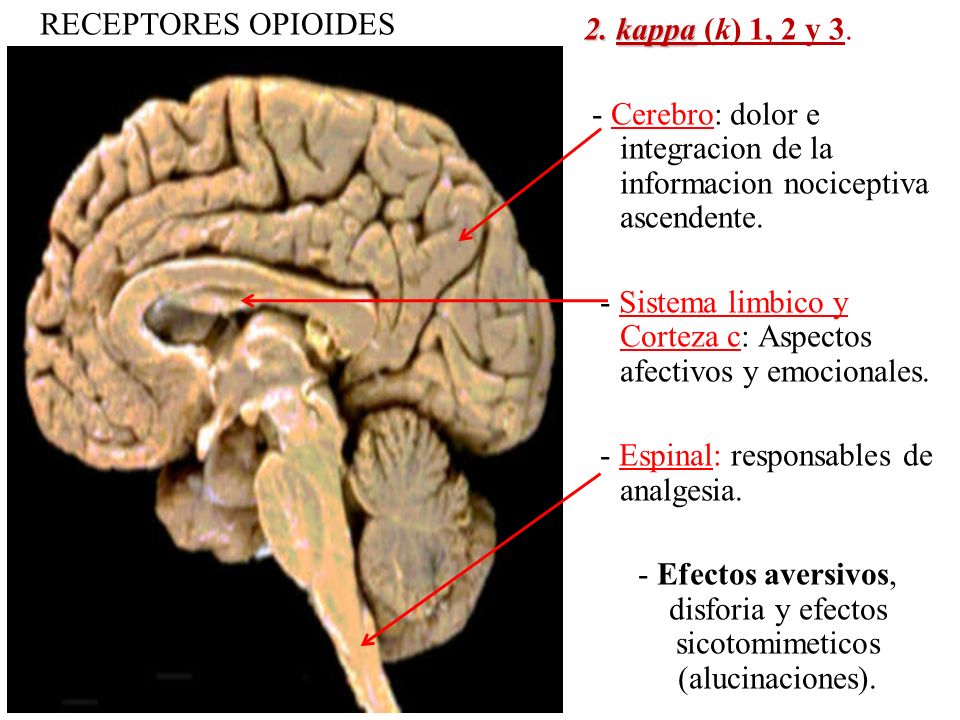 RECEPTORES OPIOIDES 2. kappa (k) 1, 2 y 3. - Cerebro: dolor e integracion de la informacion nociceptiva ascendente.