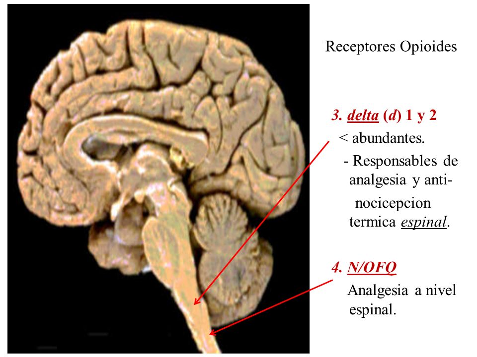 Receptores Opioides 3. delta (d) 1 y 2. < abundantes. - Responsables de analgesia y anti- nocicepcion termica espinal.