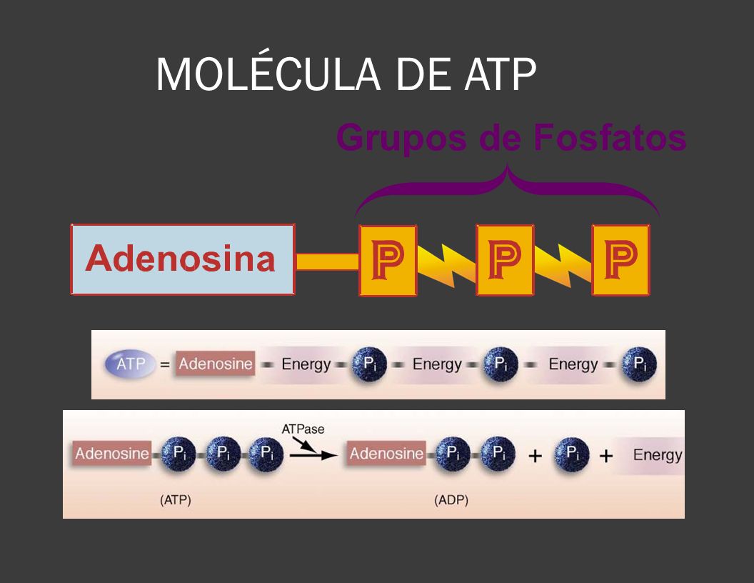 MOLÉCULA DE ATP