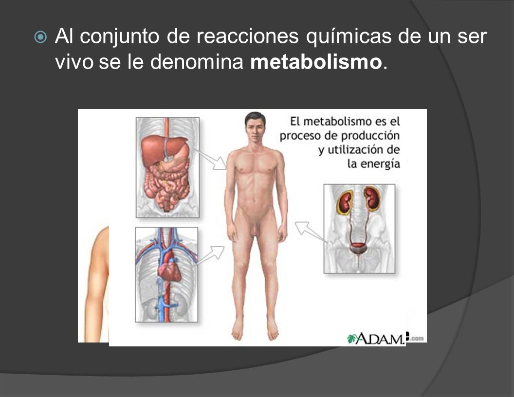 Al conjunto de reacciones químicas de un ser vivo se le denomina metabolismo.