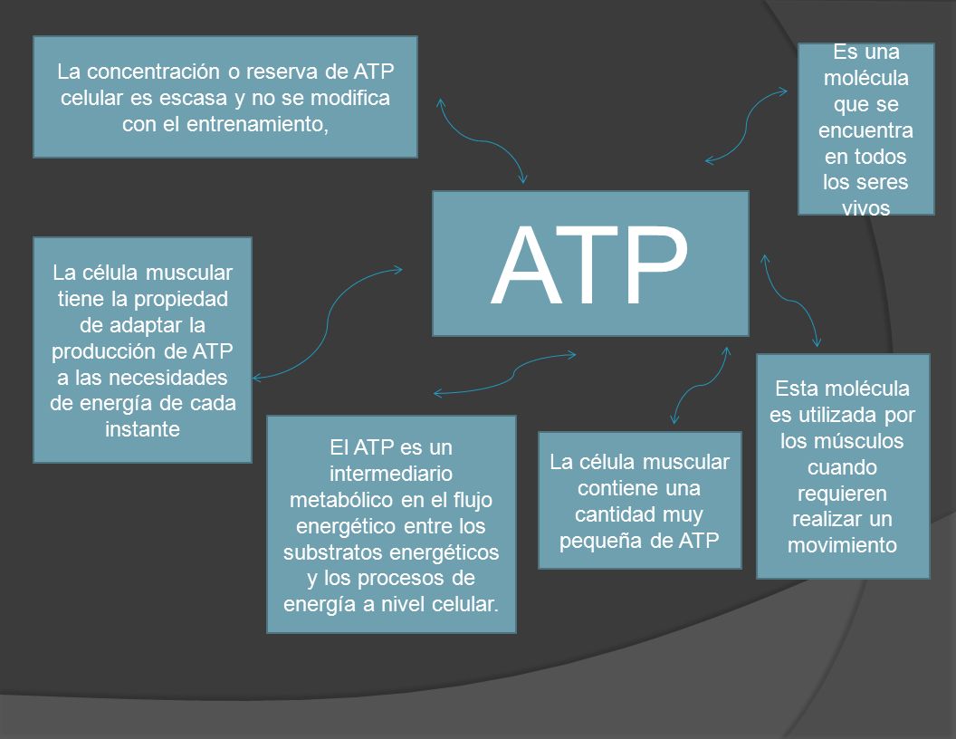 ATP Es una molécula que se encuentra en todos los seres vivos
