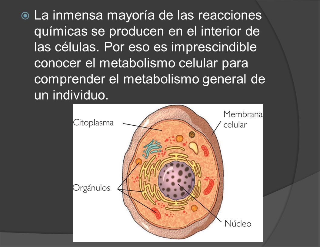La inmensa mayoría de las reacciones químicas se producen en el interior de las células. Por eso es imprescindible conocer el metabolismo celular para comprender el metabolismo general de un individuo.