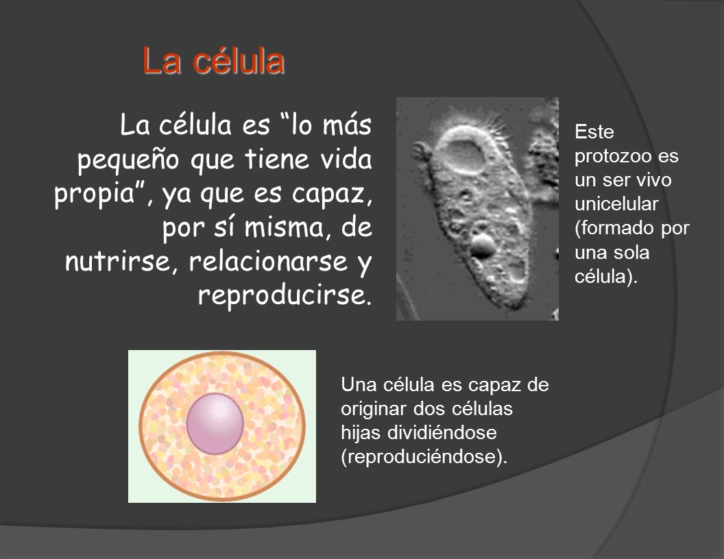La célula La célula es lo más pequeño que tiene vida propia , ya que es capaz, por sí misma, de nutrirse, relacionarse y reproducirse.