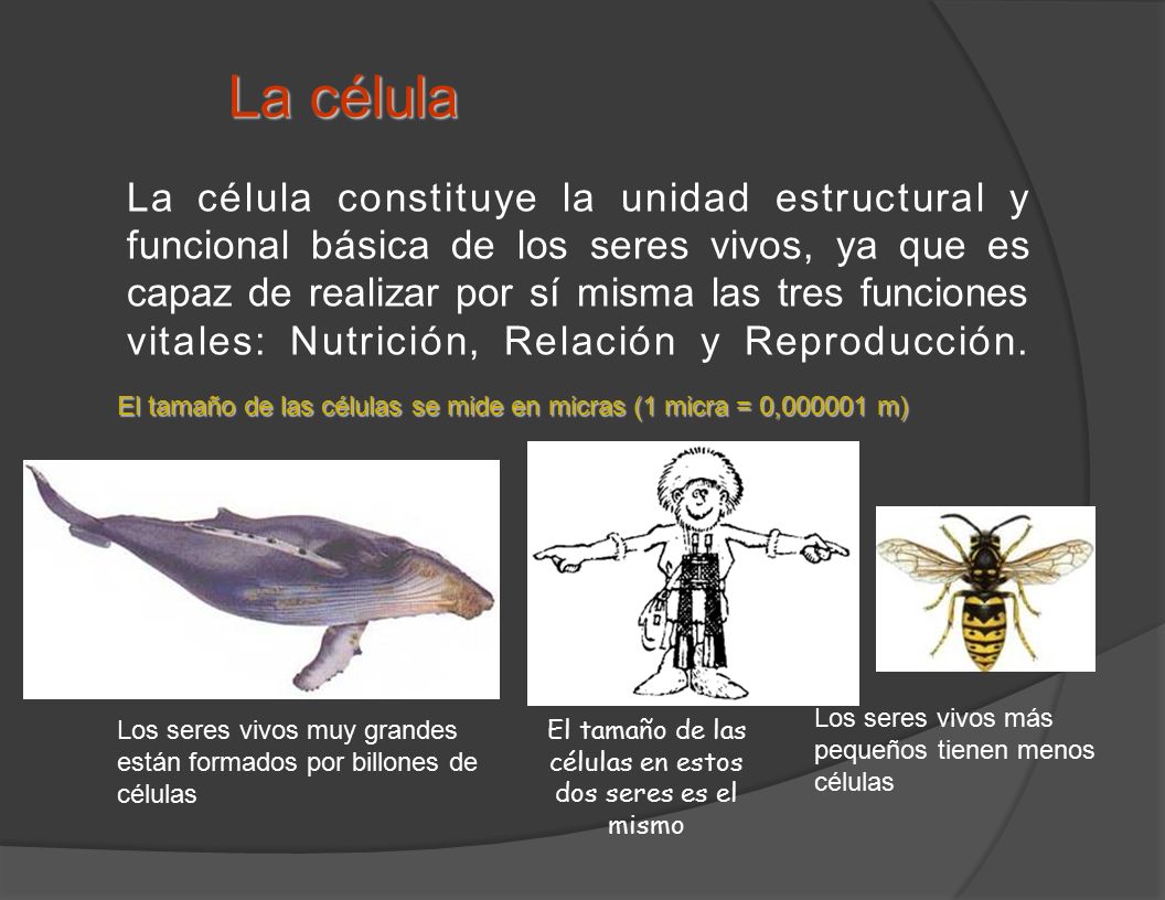 El tamaño de las células en estos dos seres es el mismo