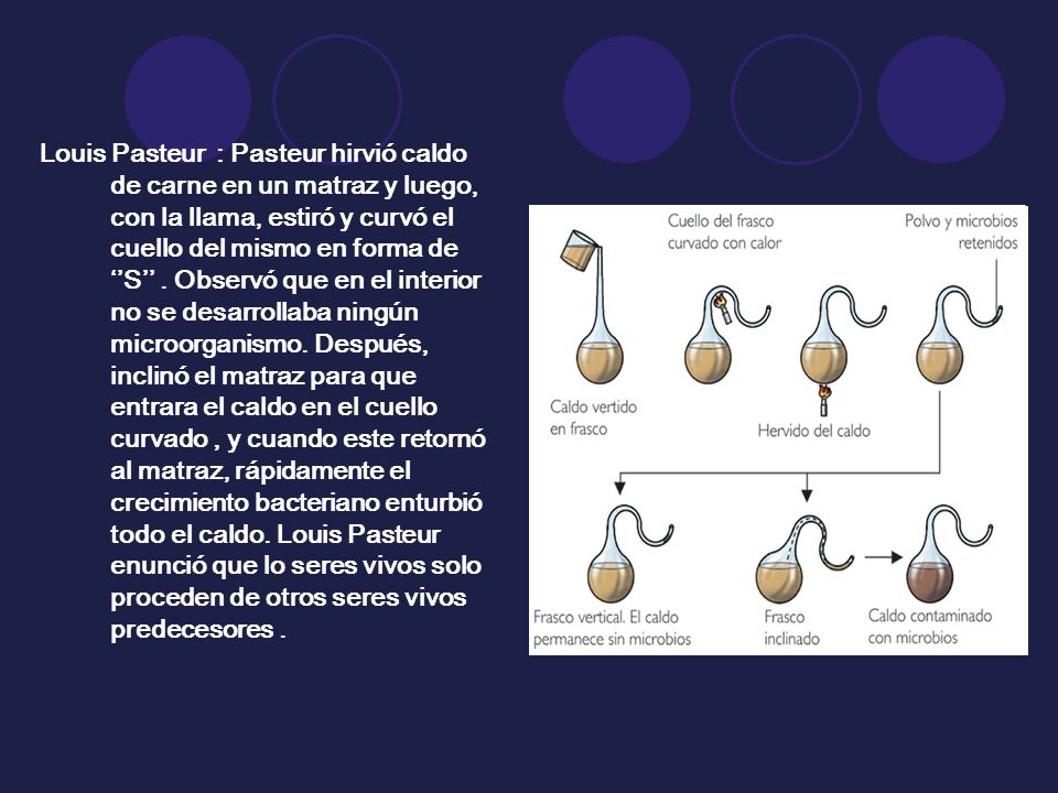 Louis Pasteur : Pasteur hirvió caldo de carne en un matraz y luego, con la llama, estiró y curvó el cuello del mismo en forma de ‘’S’’ .
