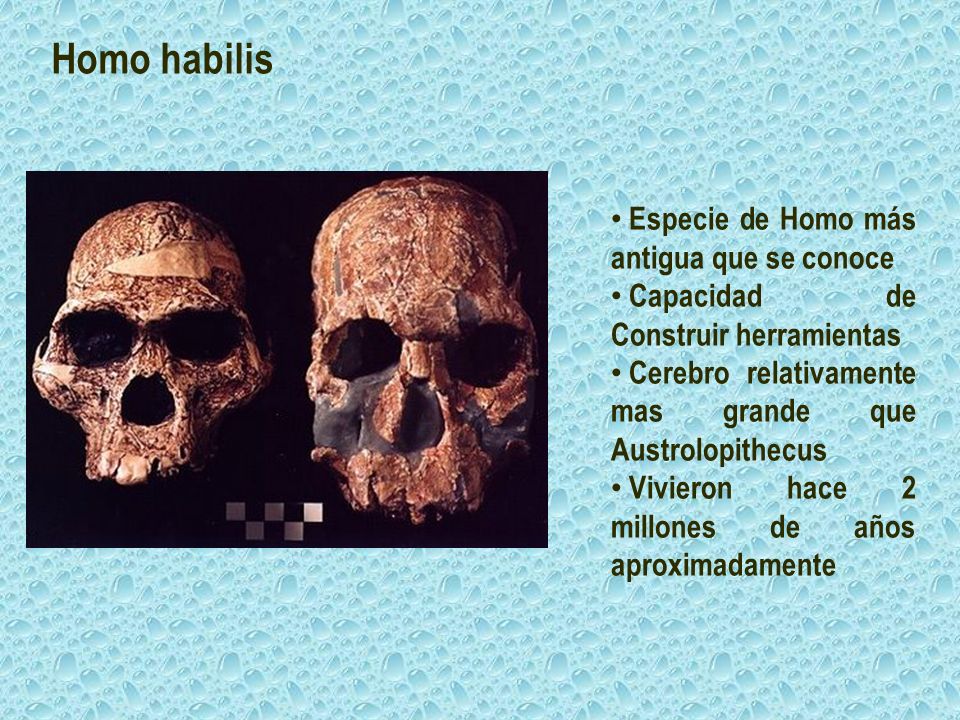 Homo habilis Especie de Homo más antigua que se conoce