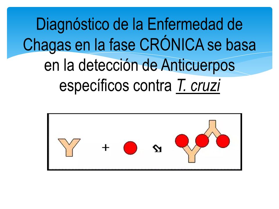 Diagnóstico de la Enfermedad de Chagas en la fase CRÓNICA se basa en la detección de Anticuerpos específicos contra T.