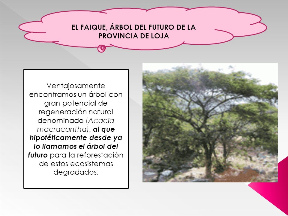 EL FAIQUE, ÁRBOL DEL FUTURO DE LA PROVINCIA DE LOJA