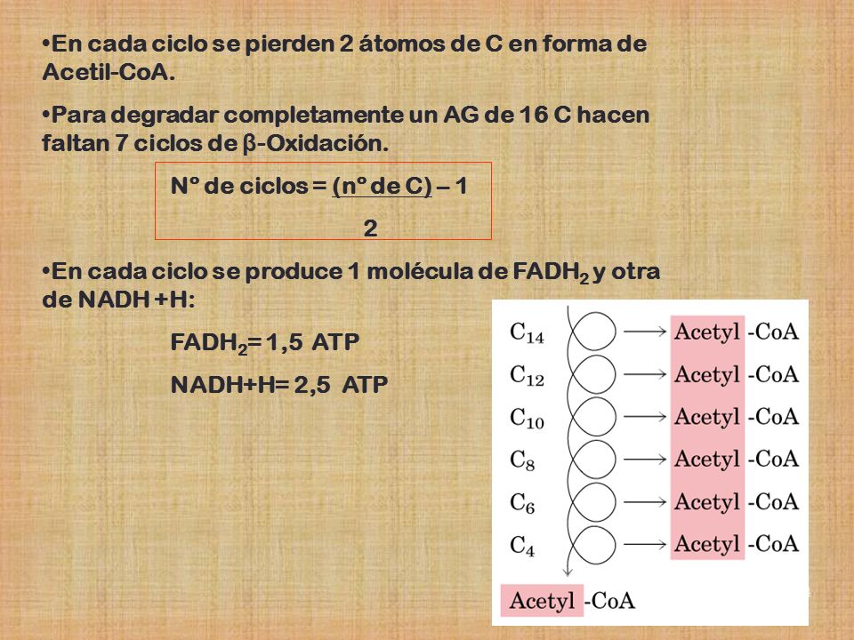 En cada ciclo se pierden 2 átomos de C en forma de Acetil-CoA.