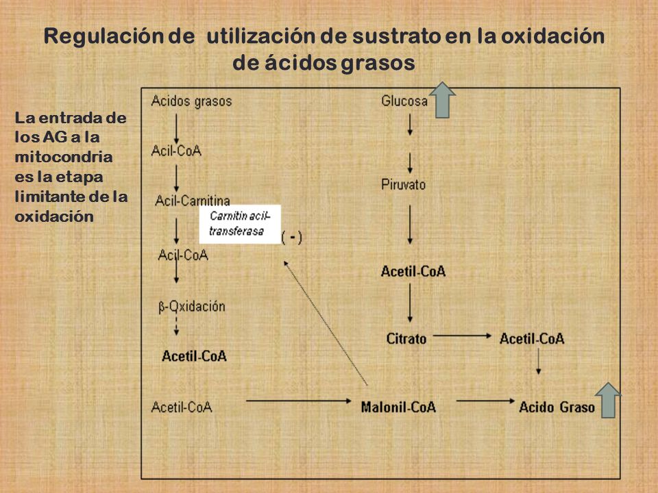 Regulación de utilización de sustrato en la oxidación de ácidos grasos