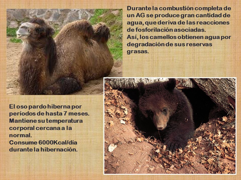 Durante la combustión completa de un AG se produce gran cantidad de agua, que deriva de las reacciones de fosforilación asociadas.