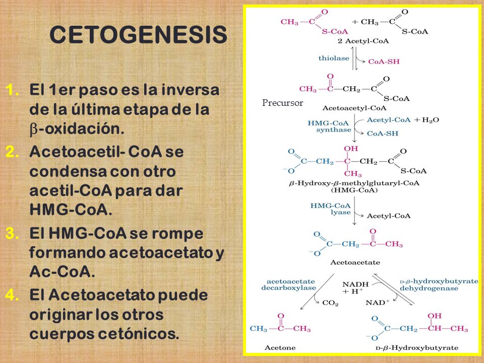 CETOGENESIS El 1er paso es la inversa de la última etapa de la b-oxidación. Acetoacetil- CoA se condensa con otro acetil-CoA para dar HMG-CoA.