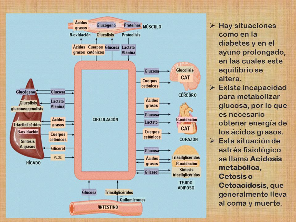 Hay situaciones como en la diabetes y en el ayuno prolongado, en las cuales este equilibrio se altera.
