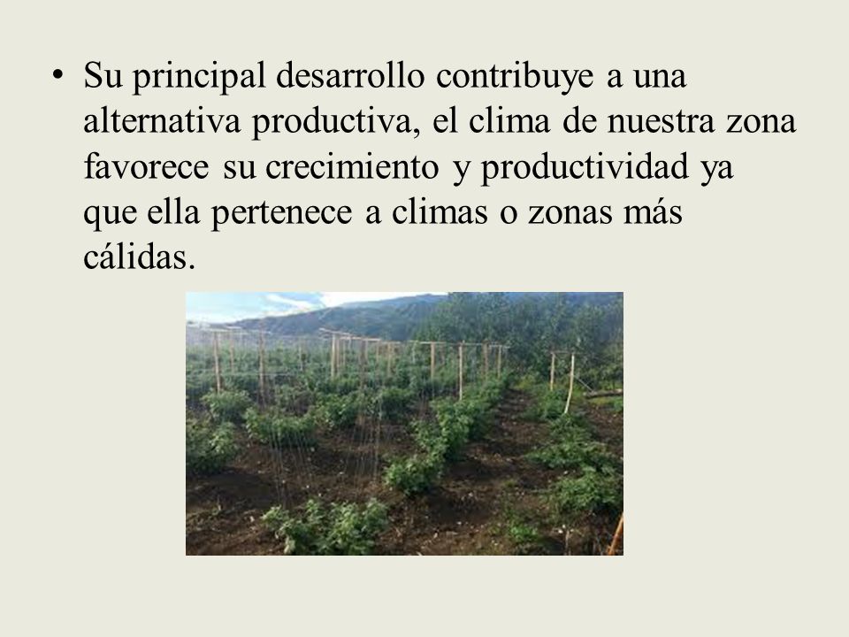 Su principal desarrollo contribuye a una alternativa productiva, el clima de nuestra zona favorece su crecimiento y productividad ya que ella pertenece a climas o zonas más cálidas.